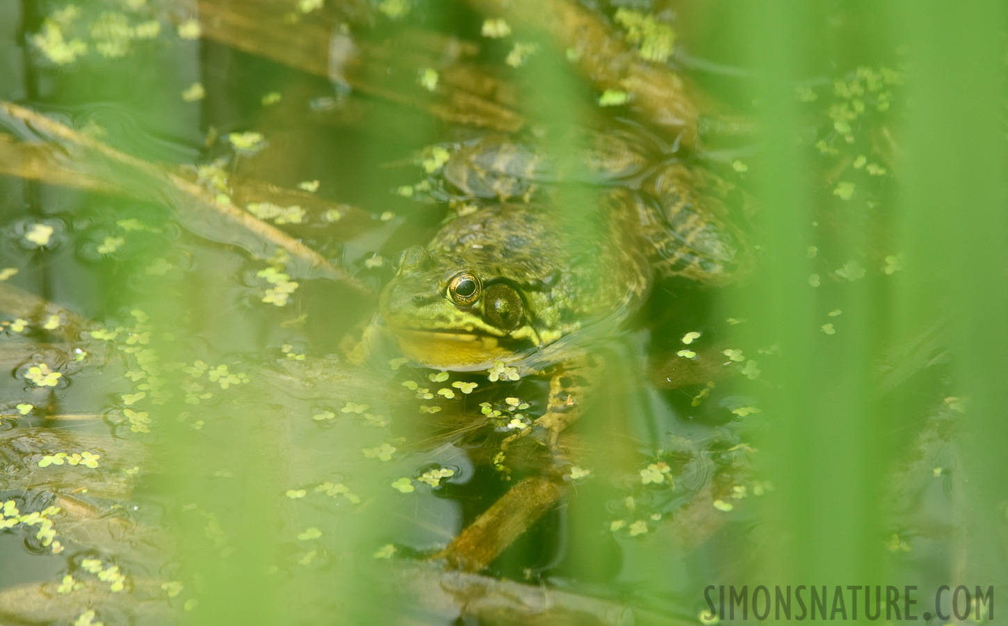 Rana clamitans [400 mm, 1/250 Sek. bei f / 8.0, ISO 1600]